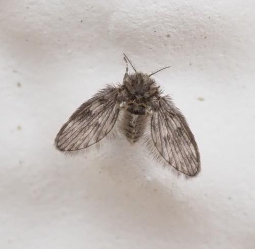 Réf. 249 453 : Pneumia sp.